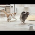 深夜テンションになると猛ダッシュで追いかけっこし始める猫たちが大変ですwww(YouTube)