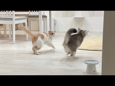 深夜テンションになると猛ダッシュで追いかけっこし始める猫たちが大変ですwww(YouTube)