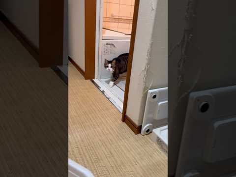 中で何やってんの？いつも？(YouTube)