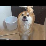 柴犬から異臭‥？急遽浴室へ行く事態に。。(YouTube)