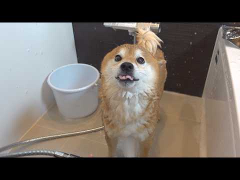 柴犬から異臭‥？急遽浴室へ行く事態に。。(YouTube)