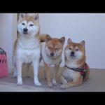 明日から柴犬に会えないので急遽実家へ。(YouTube)