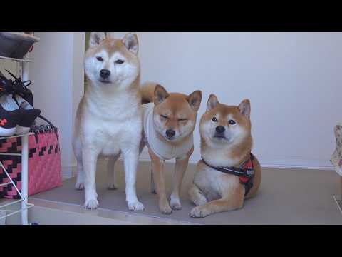 明日から柴犬に会えないので急遽実家へ。(YouTube)