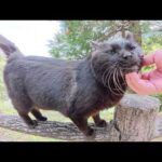 黒猫が可愛い声で鳴きながら「もっとモフって！」と訴えてきた(YouTube)