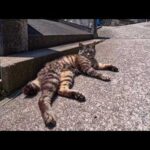 坂道の途中で寝ていた猫を撫でると他の猫も集まってきた(YouTube)
