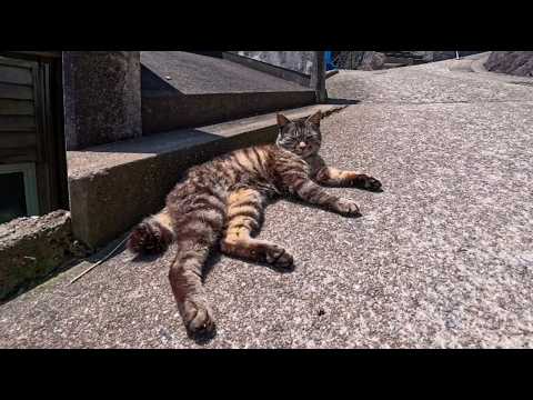 坂道の途中で寝ていた猫を撫でると他の猫も集まってきた(YouTube)