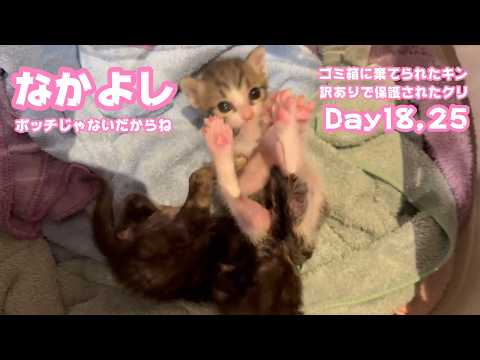 なかよしだからね  もうボッチじゃないよ  ゴミ箱に棄てられたキンと訳ありで保護されたクリ  Day18 25   2026 05 04 3(YouTube)
