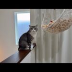 おもちゃ取って…と静かにおねだりしてくる猫が可愛すぎますw(YouTube)
