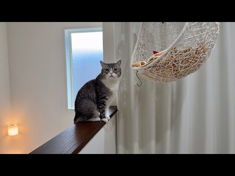 おもちゃ取って…と静かにおねだりしてくる猫が可愛すぎますw(YouTube)