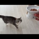 食へのこだわりが強すぎる猫に新しいウエットフードを買ってきたら反応が…(YouTube)