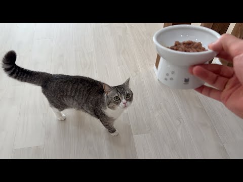 食へのこだわりが強すぎる猫に新しいウエットフードを買ってきたら反応が…(YouTube)