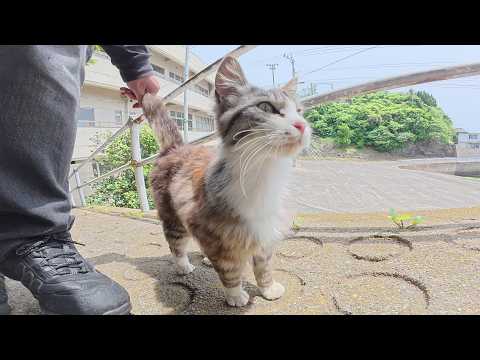 サマーカットの長毛猫がボス猫達が休憩する坂道に遊びに来た(YouTube)