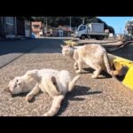 島の漁港の猫ちゃん、近づくと警戒して逃げる、でも逃げながらゴロンと寝転ぶ謎行動がかわいすぎた(YouTube)