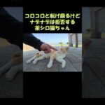 コロコロと転げ回るけどナデナデは拒否する茶シロ猫ちゃん #猫 #ねこ #cat(YouTube)