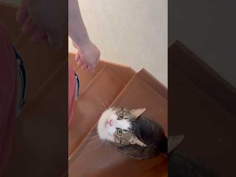 帰ってきらとりあえず抱っこ(YouTube)