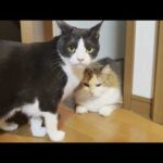 一緒のグループになるともれなくベロベロに舐められる猫ファミリー(YouTube)