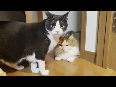 一緒のグループになるともれなくベロベロに舐められる猫ファミリー(YouTube)