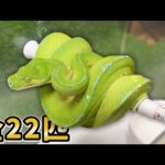 【グリーンパイソン特集】様々な生息地で異なった表現を見せる緑色のニシキヘビがカッコ良すぎる!!!(YouTube)