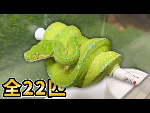 【グリーンパイソン特集】様々な生息地で異なった表現を見せる緑色のニシキヘビがカッコ良すぎる!!!(YouTube)