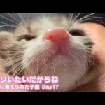 オチリいたいだからね ゴミ箱に棄てられたキンちゃん  訳あり保護のクリちゃん  Day17  2026 05 03 1(YouTube)