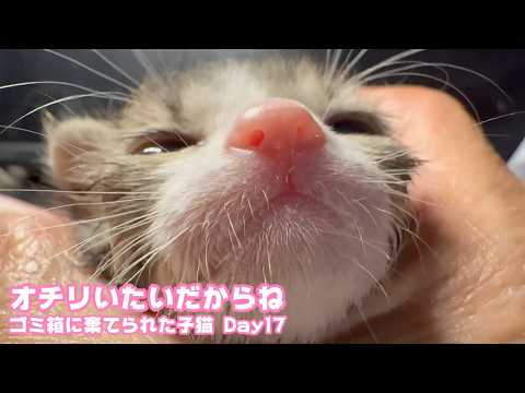 オチリいたいだからね ゴミ箱に棄てられたキンちゃん  訳あり保護のクリちゃん  Day17  2026 05 03 1(YouTube)