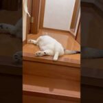 あっち行け(YouTube)