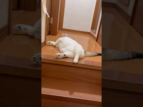 あっち行け(YouTube)