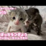 オレぼっちそつぎょうした  ちっさいね～ちゃんできただからね  ゴミ箱に棄てられた子猫 キン  訳あり保護のクリ  2026 05 02 2(YouTube)