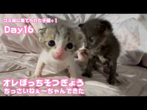 オレぼっちそつぎょうした  ちっさいね～ちゃんできただからね  ゴミ箱に棄てられた子猫 キン  訳あり保護のクリ  2026 05 02 2(YouTube)