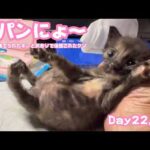 腹パンにょ～  うんPもでたにょ  ゴミ箱に棄てられたキンと訳ありで保護されたクリ  Day22,29  2026 05 08 1(YouTube)