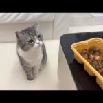 大好きなたこ焼きの匂いがしてやってきた猫が我慢しすぎてこうなっちゃいましたw(YouTube)