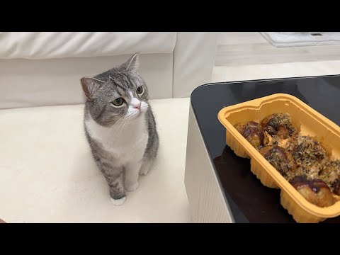 大好きなたこ焼きの匂いがしてやってきた猫が我慢しすぎてこうなっちゃいましたw(YouTube)