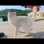 シャム猫がゴロンゴロンと転げ回って「帰らないで！」と訴えてくる(YouTube)