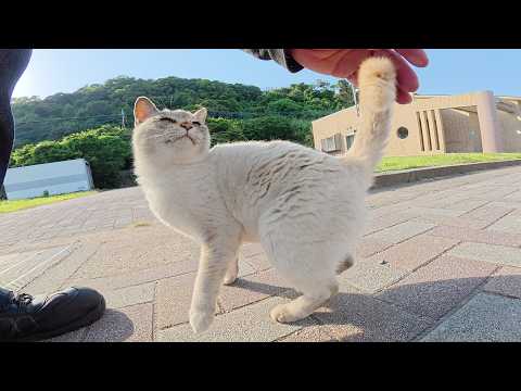 シャム猫がゴロンゴロンと転げ回って「帰らないで！」と訴えてくる(YouTube)