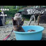 カワウソ達が4年ぶりに親友と特別な場所へやってきた！　Otters Return to a Special Place After 4 Years!(YouTube)
