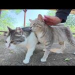 ダムのほとりの休憩所へ行くと、猫の家族がお出迎えしてくれた(YouTube)