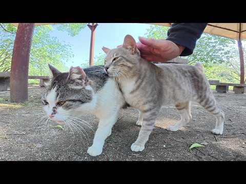 ダムのほとりの休憩所へ行くと、猫の家族がお出迎えしてくれた(YouTube)