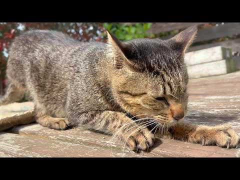 元気になって良かったと喜んでいたのに・・(YouTube)