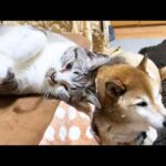 おこたが大好きな姫猫ですがお姉ちゃん猫が羨ましすぎてこうなりました(YouTube)