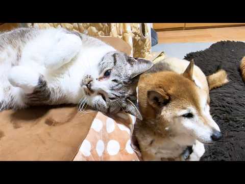 おこたが大好きな姫猫ですがお姉ちゃん猫が羨ましすぎてこうなりました(YouTube)