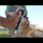 子猫がデビューした瞬間、柴犬は完全に親の顔でした。(YouTube)