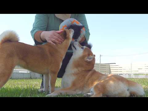 子猫がデビューした瞬間、柴犬は完全に親の顔でした。(YouTube)