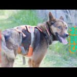 【脳疾患】前回動画のお詫びと訂正と今後治療の方向性(YouTube)