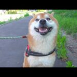 危険なので散歩ルートを変更しました。(YouTube)
