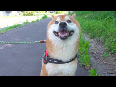 危険なので散歩ルートを変更しました。(YouTube)