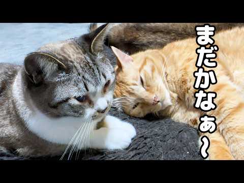 柴犬と仲良く添い寝する兄猫に甘えたくてそばで見つめる妹猫が可愛すぎました(YouTube)