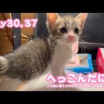 おなかへっこんだだからね  ゴミ箱に棄てられたキンと訳ありで保護されたクリ  Day30,37  2026 05 16 2(YouTube)