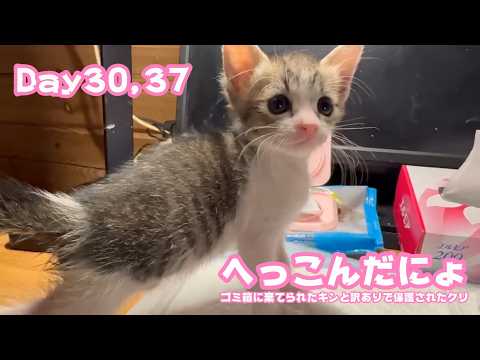 おなかへっこんだだからね  ゴミ箱に棄てられたキンと訳ありで保護されたクリ  Day30,37  2026 05 16 2(YouTube)