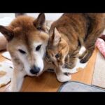 愛してやまない柴犬へスリスリ…満足顔の猫が可愛すぎました(YouTube)