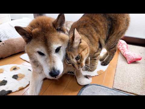 愛してやまない柴犬へスリスリ…満足顔の猫が可愛すぎました(YouTube)